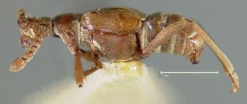 Media type: image;   Entomology 9030 Aspect: habitus lateral view
